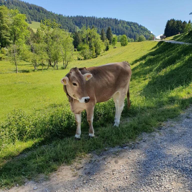 Apartment Allgaeuglueck Im Oberallgaeu Mit Hallenbad, Sauna, Wlan *